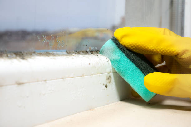 Trusted Clemmons, NC Mold Removal Experts