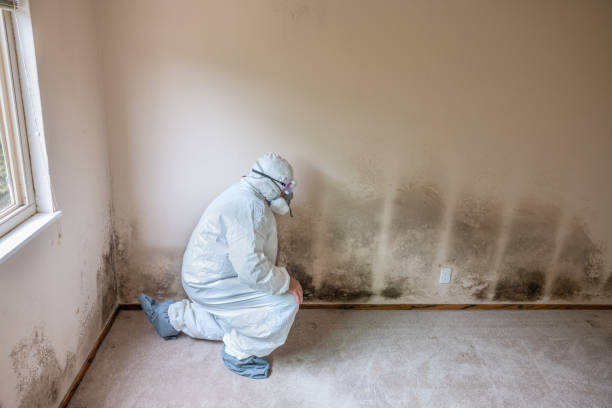 Best Commercial Mold Removal  in Clemmons, NC